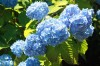 Cape Cod Hydrangea